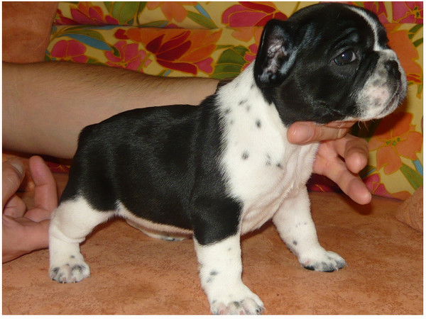 Артем Афонин