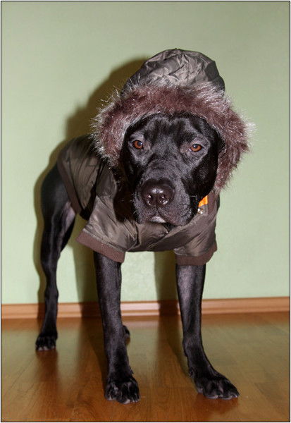 Максим Першин