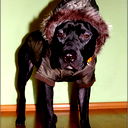 Максим Першин