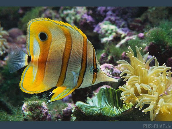 Елена Валерьевна Ренева