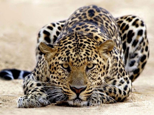 Малик Акмагамбетов