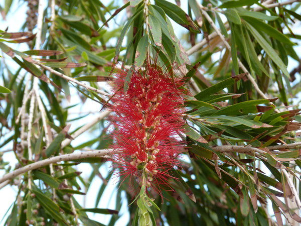 Светлана Григорьева