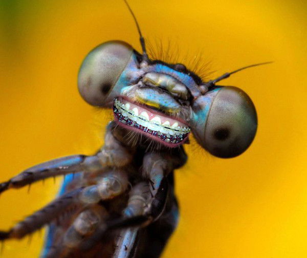 Ляля Морель