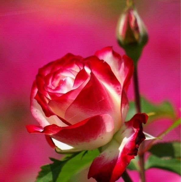 Валентина Лунегова