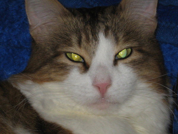 Владислав Шадский