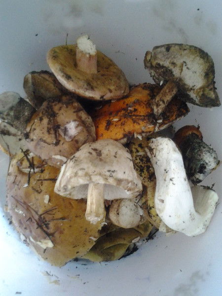 Оксана Мосенкова