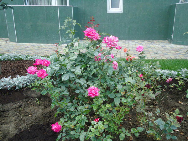 Галина Баранова