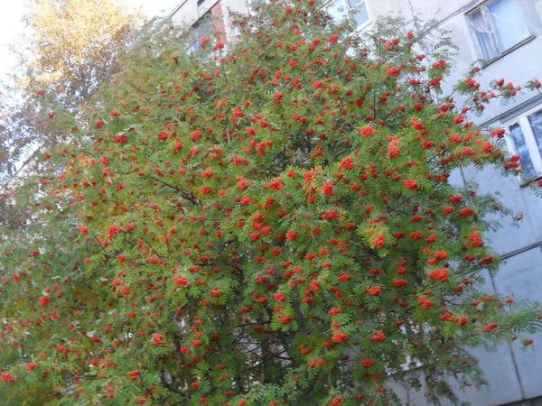 Татьяна Огонькова