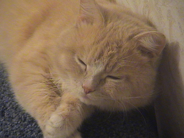 Олеся Рожкова