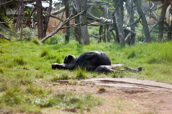 Дмитрий Якиев