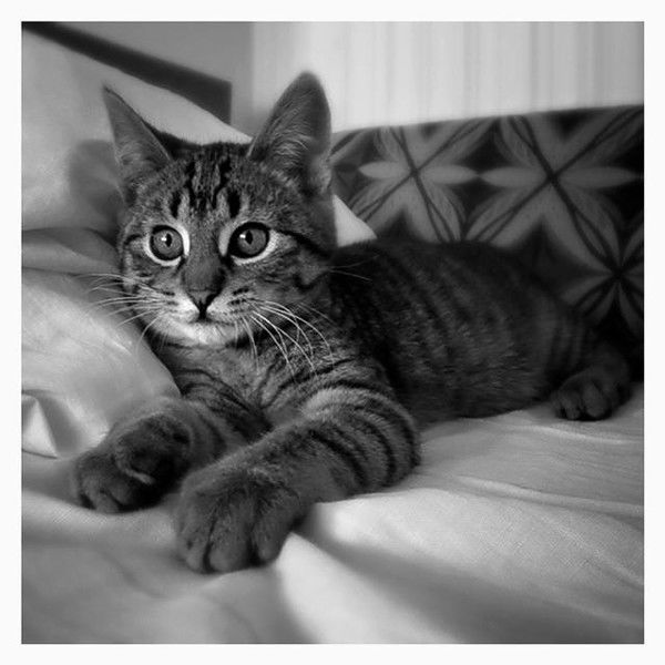 Марина Родионова