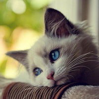 Альбина Гимадиева