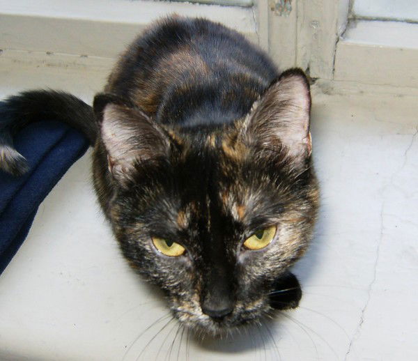 Александр Ладыко