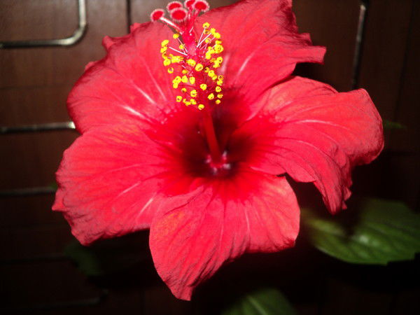 Любовь Орешкина