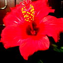 Любовь Орешкина