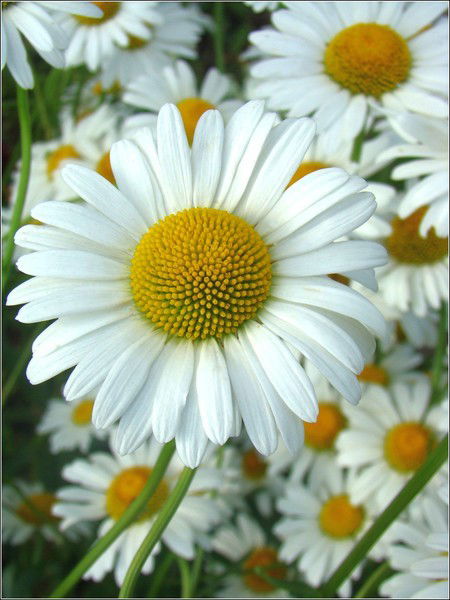 Ольга Бородина