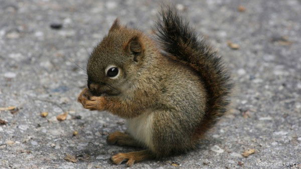 Михаил Чурилин