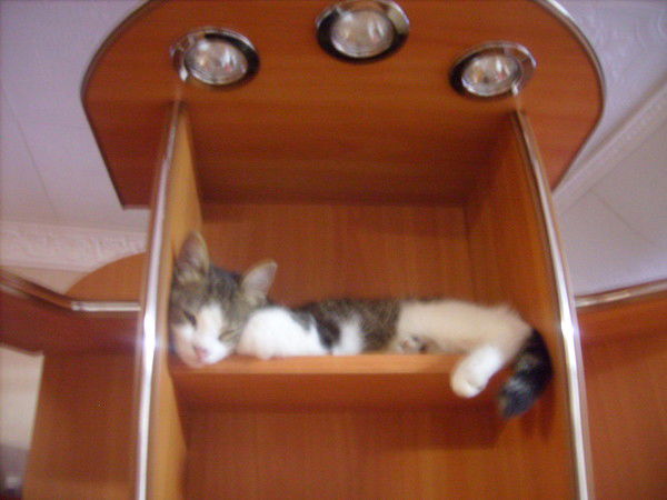 Олег Дерепов