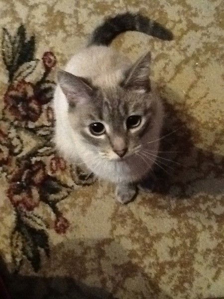 Денис Гуменюк