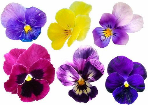 Аня Дмитренко