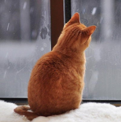 Олексій Константинов