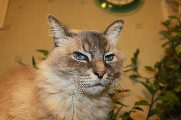 Александр Ершов