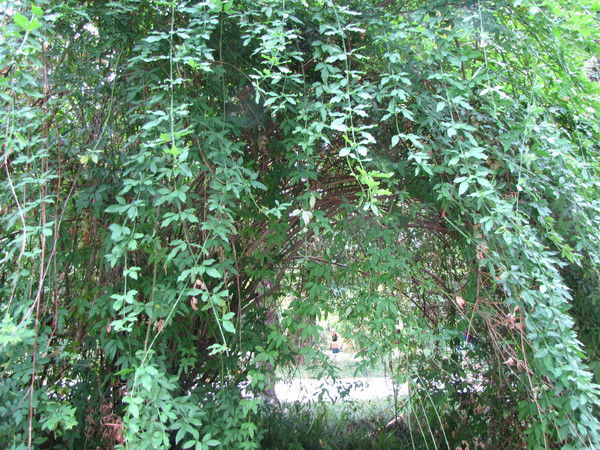 Надежда Курилович