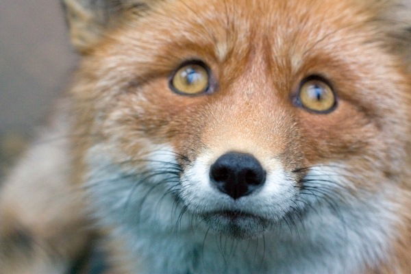 Владимир Бутков