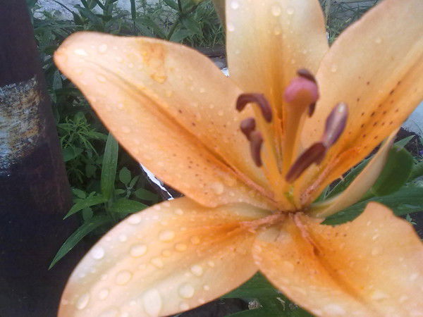 Елена Цыренова