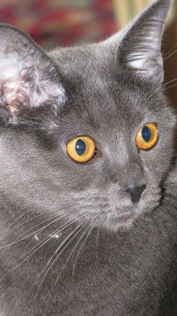 Ирина Карманова