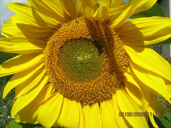 Татьяна Киселева