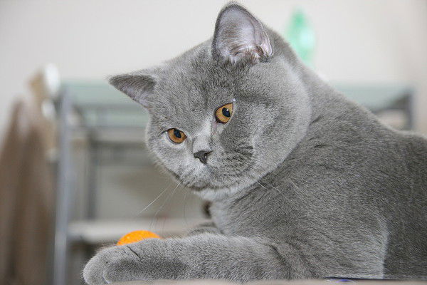 Лиля Замалеева