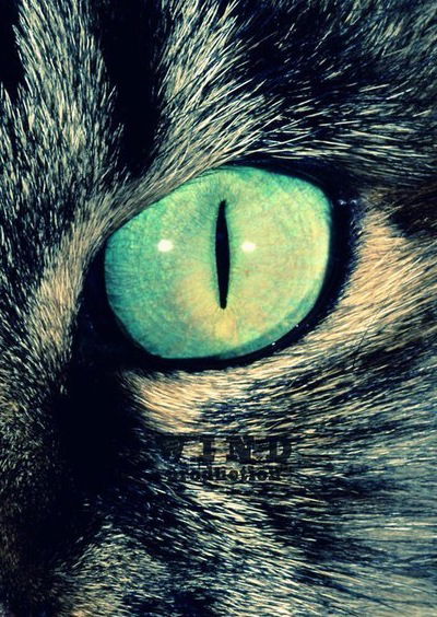 Кирилл Чистяков