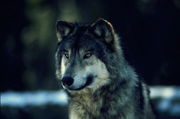 Андрей Круглик