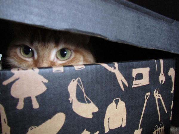 Елена Овчинникова