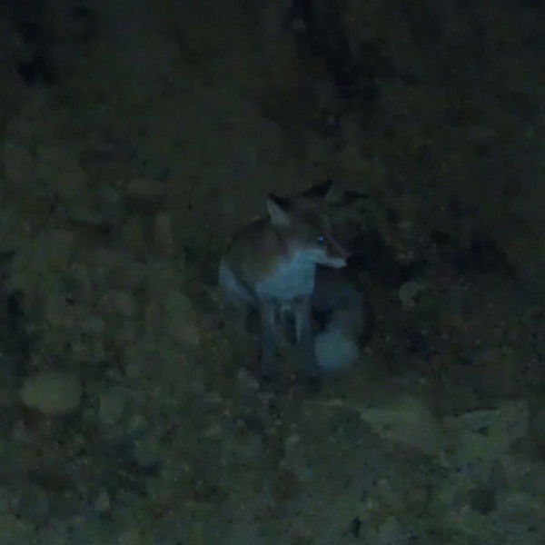 Андрей Попов