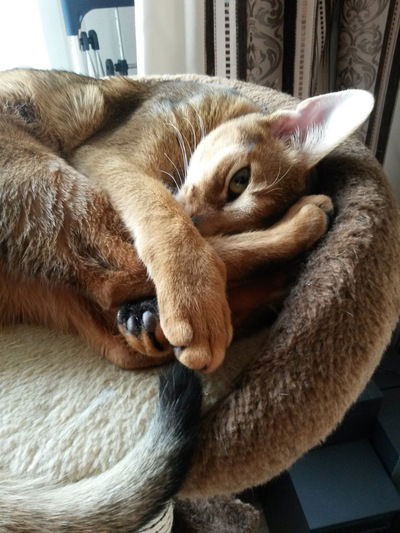 Алеша Гришин