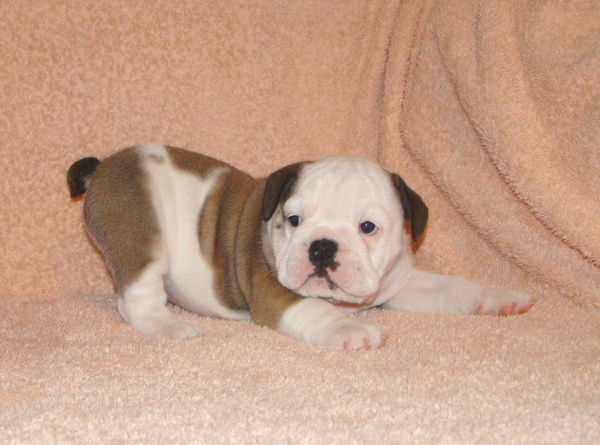 Данила Горелкин