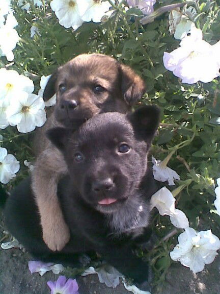 Маринка Льдинка