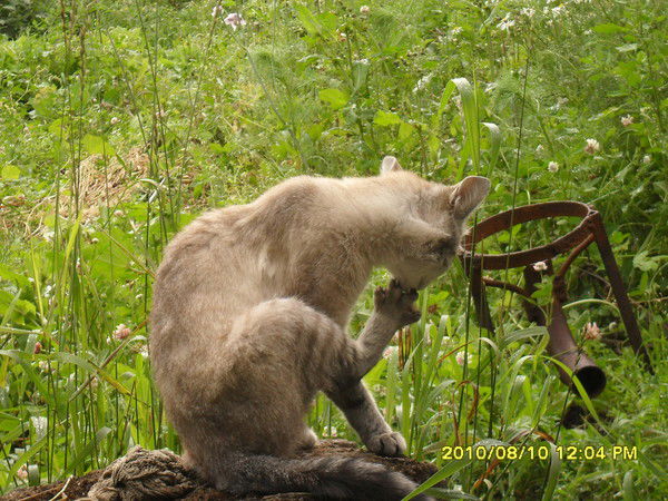 Петр Топников