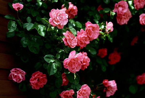 Адиям Хасанова