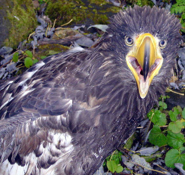 Орлан Нурпеисов