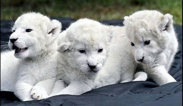 Максим Костюнин