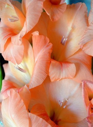 Юлия Соколова