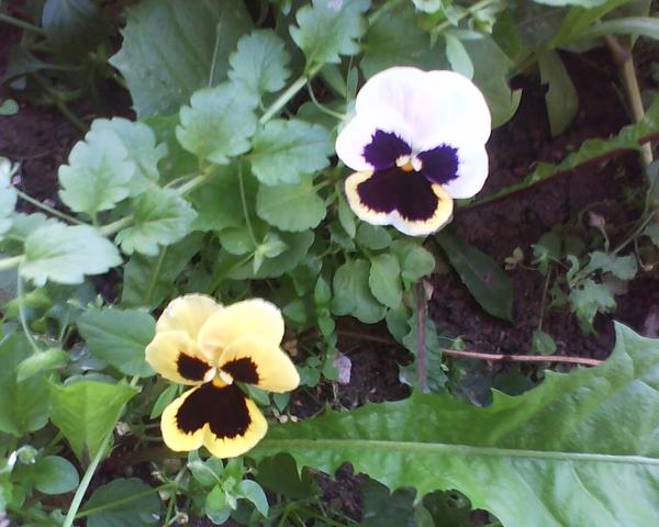 Анна Звонар