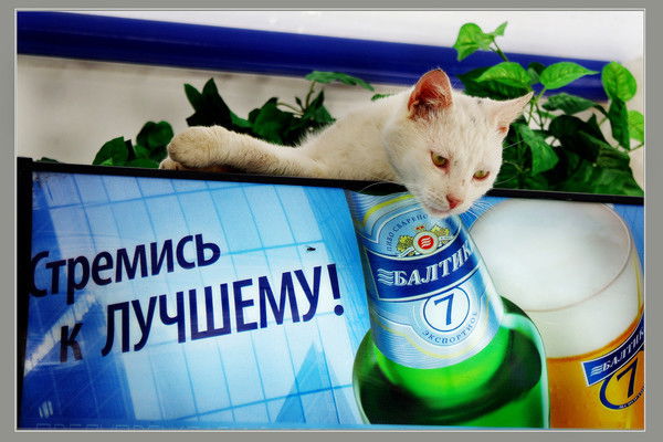 Мирон Щудло