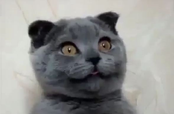 Анастасия Гончаренко