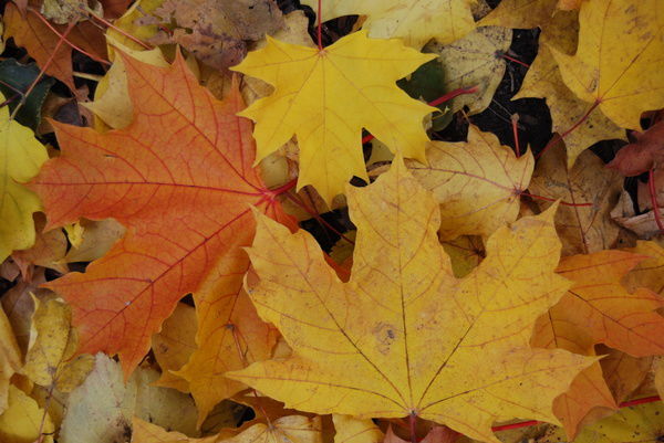 Бота Шорманова