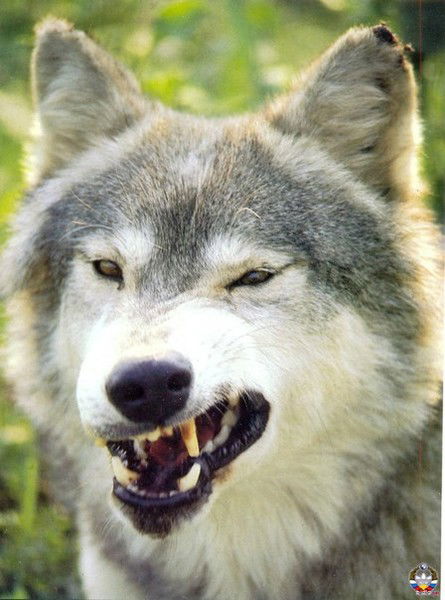 Дмитрий Буравлёв