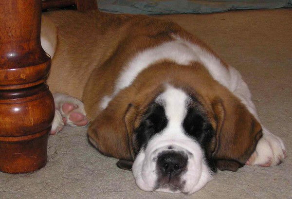 Елена Кузнецова